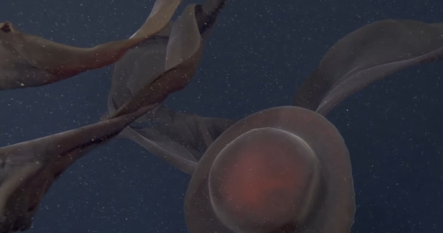 VIDEO O creatură uriașă a fost descoperită în apele adânci ale Oceanului Pacific