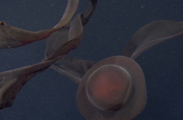 VIDEO O creatură uriașă a fost descoperită în apele adânci ale Oceanului Pacific