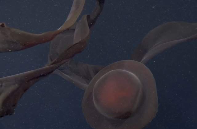 VIDEO O creatură uriașă a fost descoperită &icirc;n apele ad&acirc;nci ale Oceanului Pacific