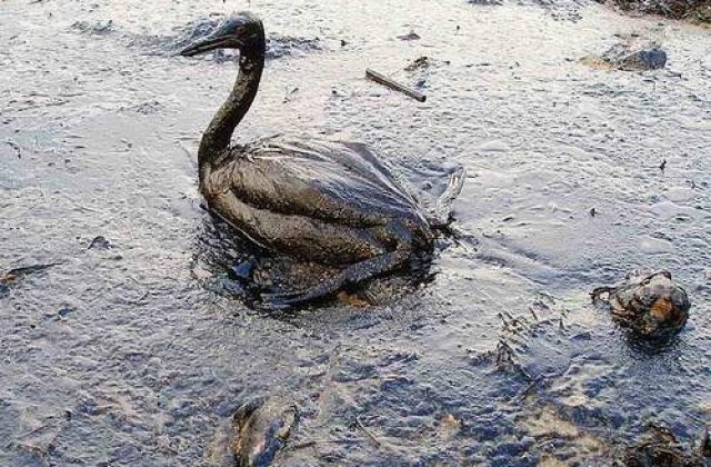 BP va deschide contul pentru victimele mareei negre