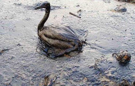 BP va deschide contul pentru victimele mareei negre