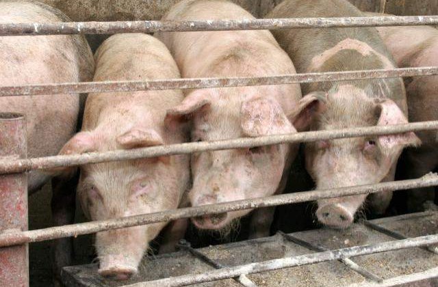Un porc a fost proclamat cetatean