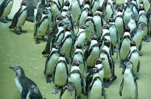 Pinguinii africani, pe cale de disparitie din cauza frigului