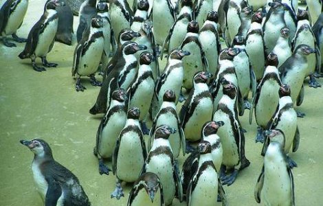 Pinguinii africani, pe cale de disparitie din cauza frigului