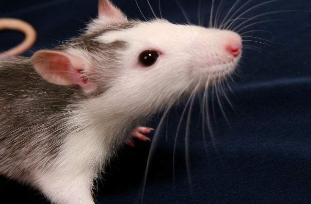 "Mirosul" fricii, transmis genetic timp de doua generatii