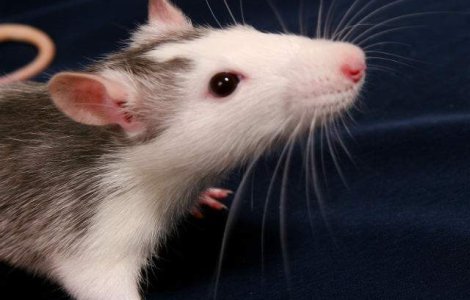 "Mirosul" fricii, transmis genetic timp de doua generatii