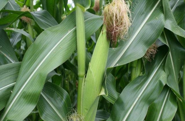 Porumbul modificat genetic se va cultiva in Romania