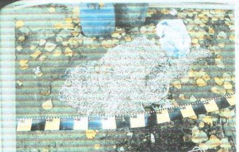 12 persoane trimise in judecata pentru pescuit ilegal pe Dunare