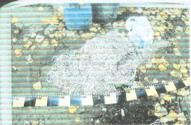 12 persoane trimise in judecata pentru pescuit ilegal pe Dunare