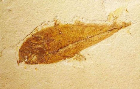 Stramosul comun al pestilor si al animalelor terestre a fost identificat