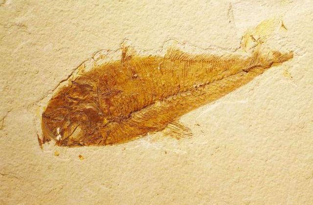 Stramosul comun al pestilor si al animalelor terestre a fost identificat