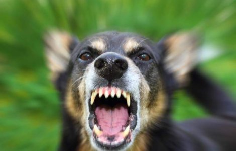 Timisoara: Tanara atacata de caini in fata Universitatii de Vest