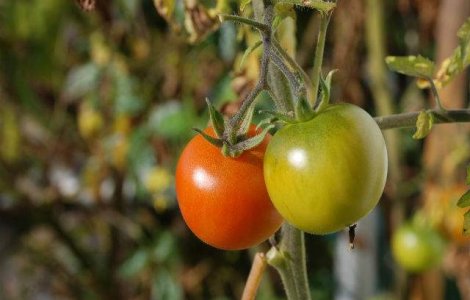 Pretul legumelor explodeaza. Mii de angajati intra in somaj, dupa marirea gigacaloriei