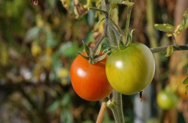 Pretul legumelor explodeaza. Mii de angajati intra in somaj, dupa marirea gigacaloriei
