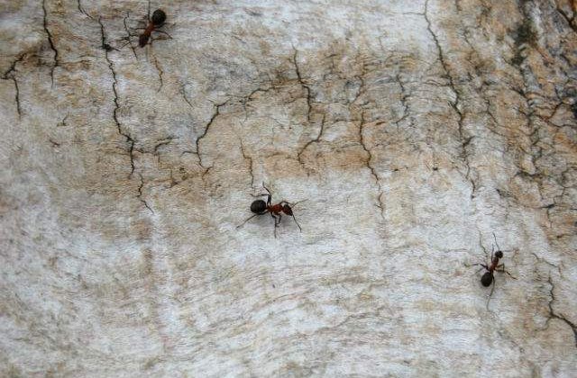 NASA a trimis 800 de furnici in spatiul cosmic