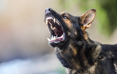Un copil de 6 ani din Constanța a fost sfâșiat de un câine al străzii