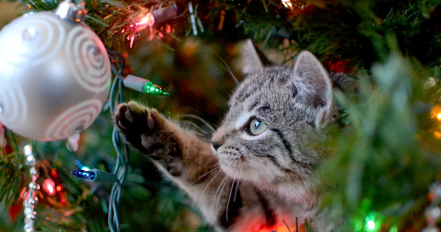 Trucuri pentru a ține la distanță animalele de companie de Pomul de Crăciun