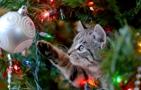 Trucuri pentru a ține la distanță animalele de companie de Pomul de Crăciun