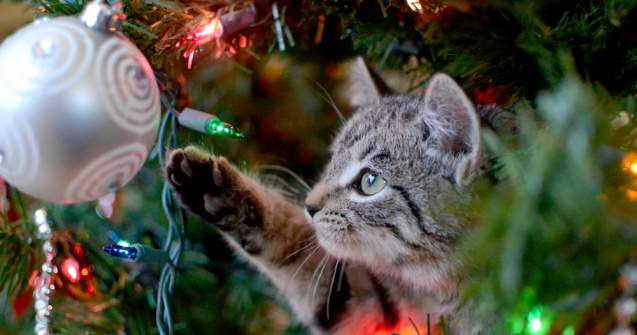 Trucuri pentru a ține la distanță animalele de companie de Pomul de Crăciun