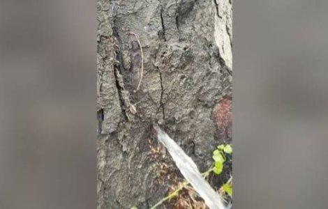 VIDEO Fenomen rar la Timișoara: Apa țâșnește din copac ca la robinet