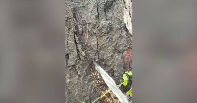 VIDEO Fenomen rar la Timișoara: Apa țâșnește din copac ca la robinet