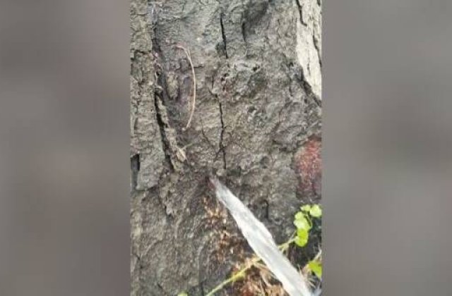 VIDEO Fenomen rar la Timișoara: Apa țâșnește din copac ca la robinet  