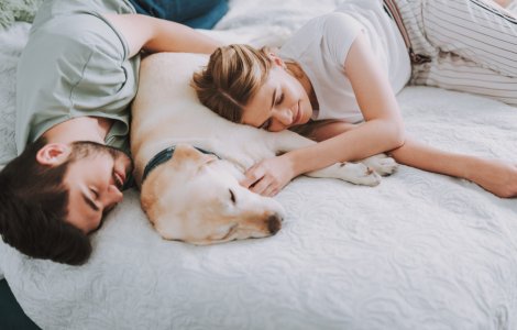  Top  8 beneficii de care vei avea parte dacă dormi împreună cu câinele tău
