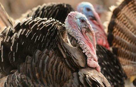 O abilitate a curcanilor a inspirat inventarea unui detector de substante chimice