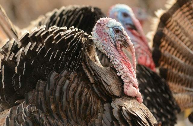 O abilitate a curcanilor a inspirat inventarea unui detector de substante chimice