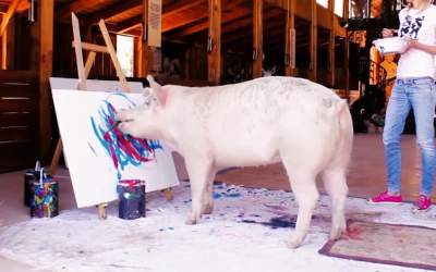 VIDEO Un porc a pictat un...