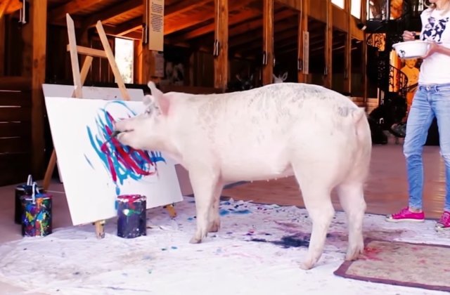 VIDEO Un porc a pictat un tablou ce a fost vândut cu 20.000 de lire sterline