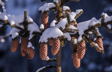  Top  Prognoza meteo pentru ziua de joi, 23 decembrie 2021. Vremea se încălzește