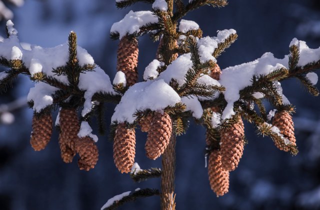 Prognoza meteo pentru ziua de joi, 23 decembrie 2021. Vremea se încălzește  