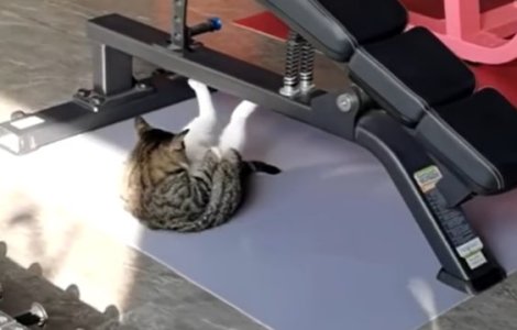 VIDEO O pisică face abdomene pentru a fi în formă de sărbători. Imaginile video au devenit virale