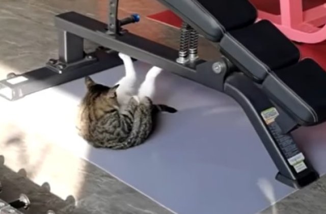 VIDEO O pisică face abdomene pentru a fi &icirc;n formă de sărbători. Imaginile video au devenit virale