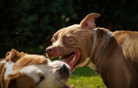 Colind de coșmar în Suceava. Doi copii, atacați de câini după ce au vrut să intre într-o curte; tatăl a ucis animalele cu mașina