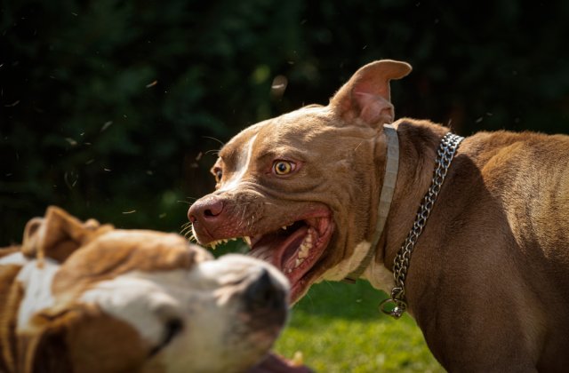 Colind de coșmar în Suceava. Doi copii, atacați de câini după ce au vrut să intre într-o curte; tatăl a ucis animalele cu mașina
