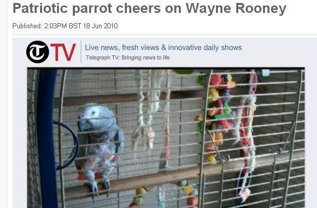 [VIDEO] "Hai, Rooney", zise papagalul!