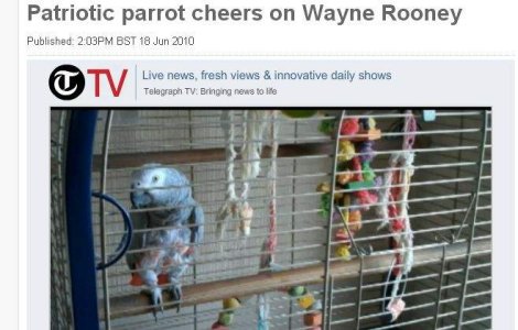  Video  "Hai, Rooney", zise papagalul!