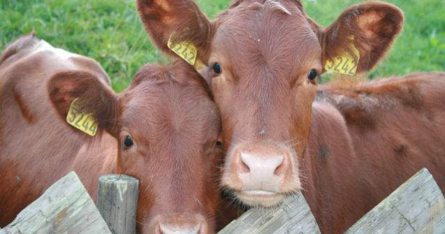 Culmea taxarii: Asigurare de sanatate, pentru VACILE din gospodarie