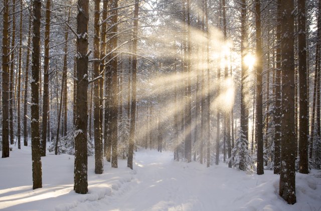 ANM: Cod galben de ceață în localități din 8 județe în următoarele ore