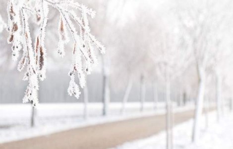 Perdele forestiere pentru protejarea drumurilor, din primavara