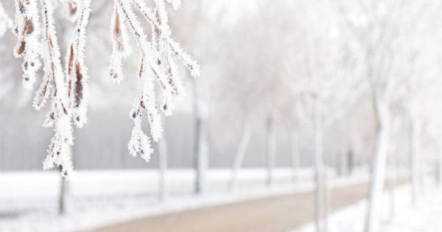 Perdele forestiere pentru protejarea drumurilor, din primavara