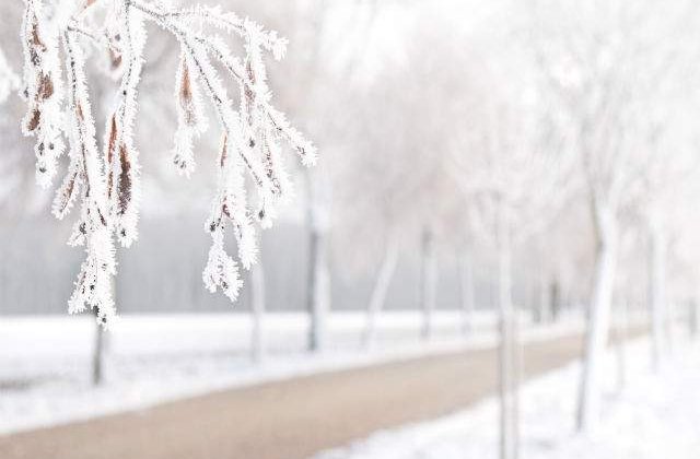 Perdele forestiere pentru protejarea drumurilor, din primavara