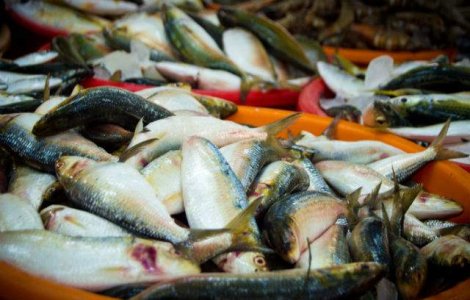 Comisar UE: Pescuitul ilegal din M. Neagra ne lasa copiii fara peste