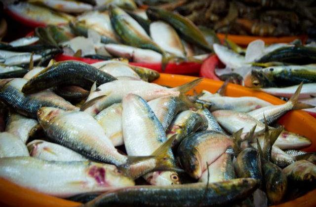 Comisar UE: Pescuitul ilegal din Marea Neagra ne lasa copiii fara peste