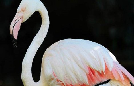 Cel mai batran flamingo roz din lume a murit