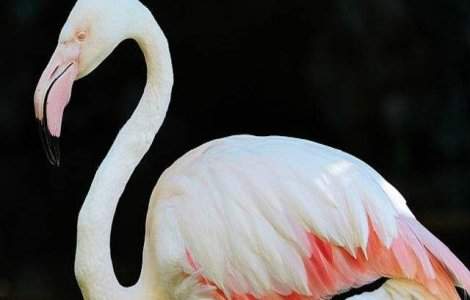 Cel mai batran flamingo roz din lume a murit