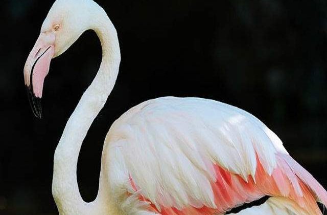 Cel mai batran flamingo roz din lume a murit