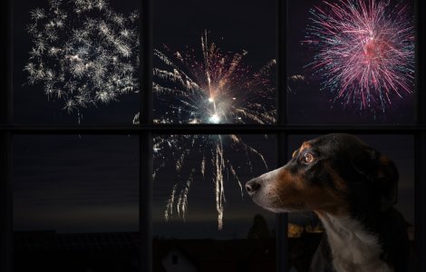Bucuria multora de Revelion, un chin pentru animale. Câinii sunt cei mai afectați de artificii: „Sar în fața mașinilor”